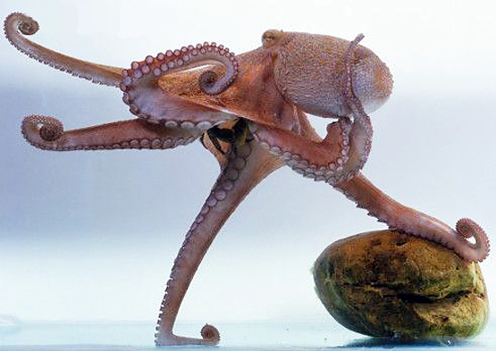 Дайвинг. Сколько ног у осьминога? на Tetis.ru