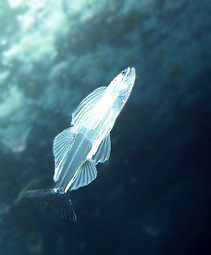 Подводный фотограф запечатлел редкую рыбу