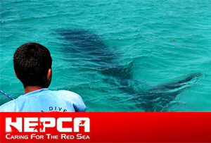 Китовая акула спасена из плена в Египте