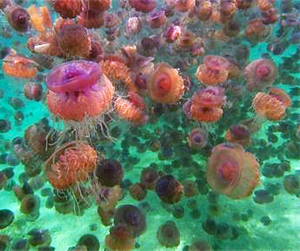 Нашествие медуз в Египте