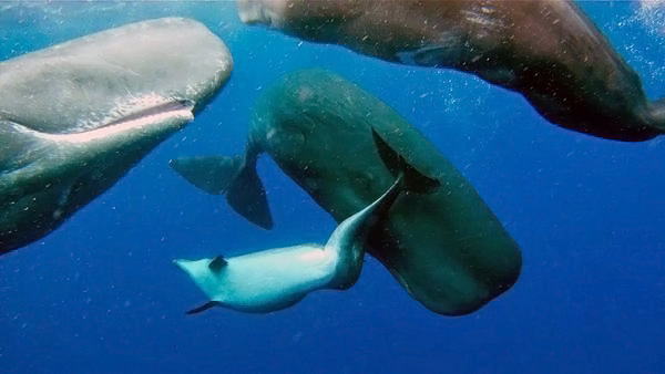 Дельфин с деформированным хвостом обрел новую семью