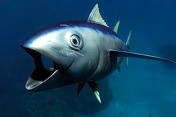 Роботы-дельфины шпионят за живыми собратьями в морских глубинах