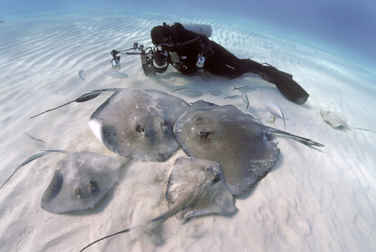 Подводная фотография - фото Дэвида Дубиле