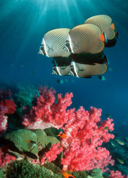 Дайвинг - Новости - Средства от загара губительны для кораллов