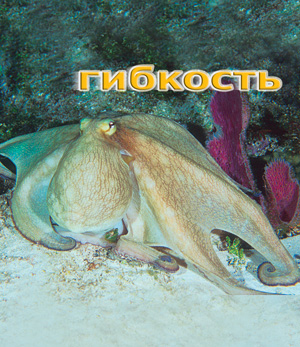 SSI - Бизнес с SSI